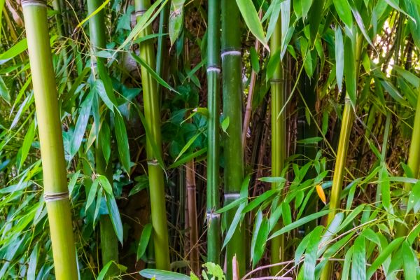 Bamboo Trimming in O Fallon