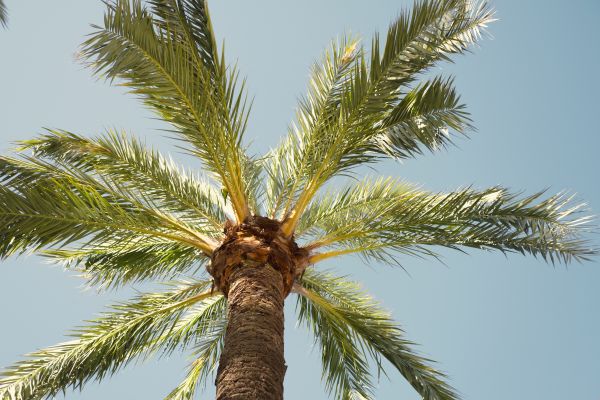 Palm Tree Pruning in O Fallon