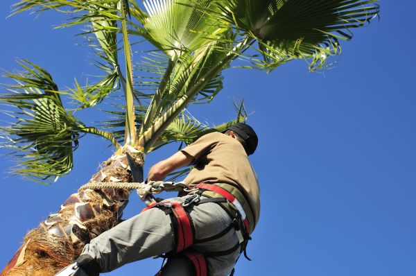 Palm Tree Trimming in O Fallon