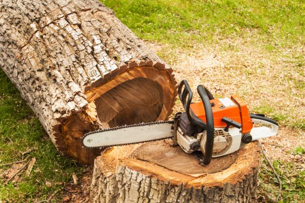 Tree Cutting Service in O Fallon