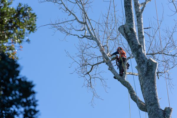 Tree Topping Service in O Fallon
