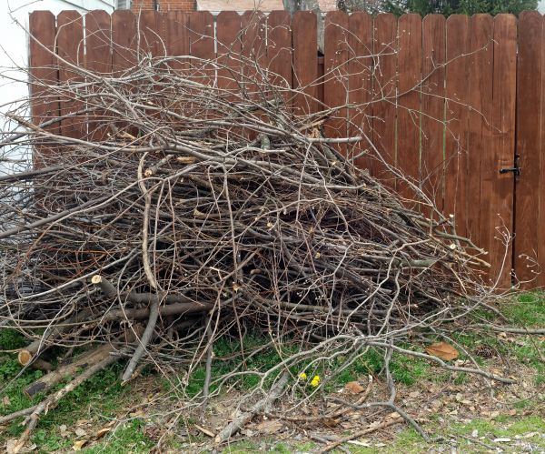 Dead Branch Removal in O Fallon