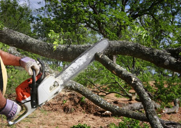 Tree Branch Cutting in O Fallon