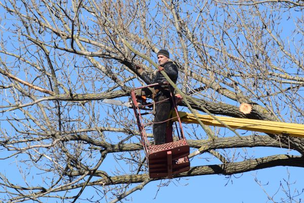 Emergency Tree Trimming in O Fallon