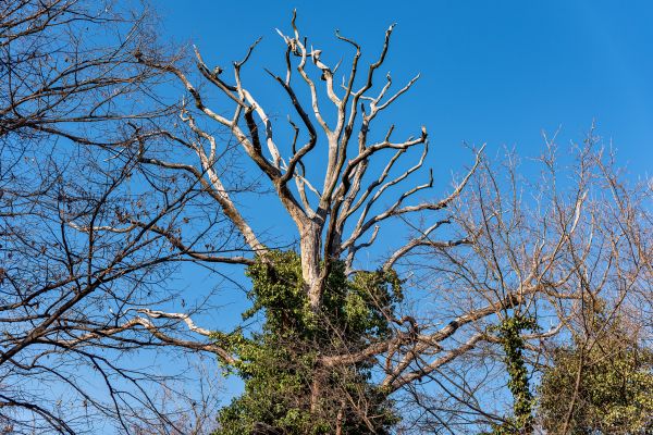 Deadwood Removal in O Fallon