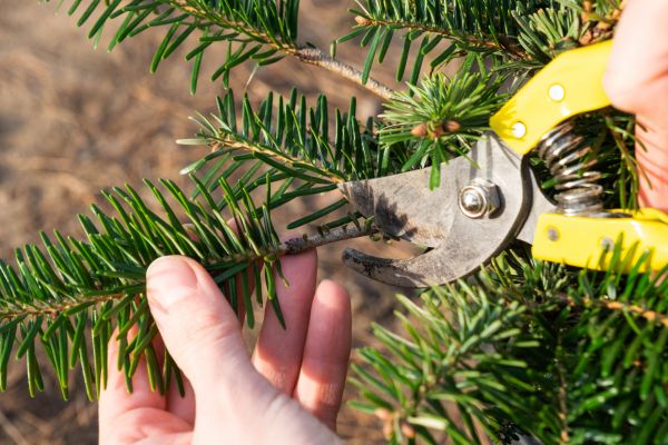 Pine Tree Pruning in O Fallon