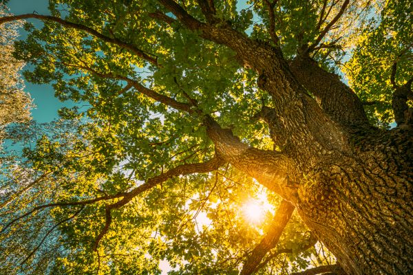 Oak Tree Pruning in O Fallon
