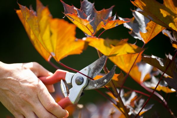 Maple Tree Pruning in O Fallon