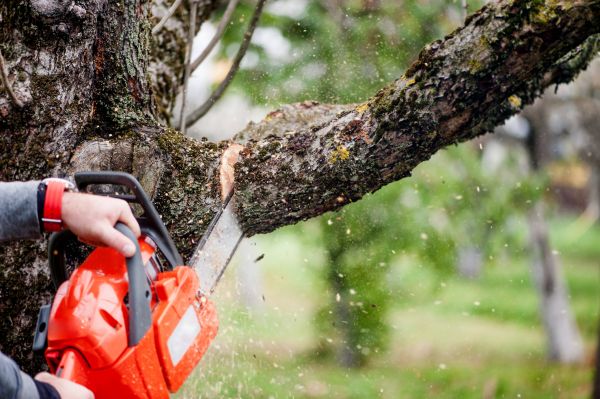 Tree Limbs Removal in O Fallon