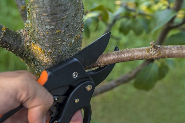 Tree Limb Cutting in O Fallon