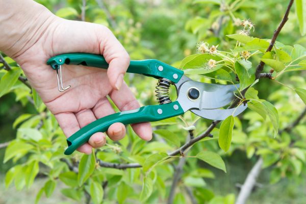 Pear Tree Pruning in O Fallon