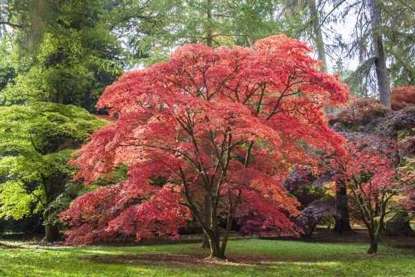Japanese Maple Pruning in O Fallon