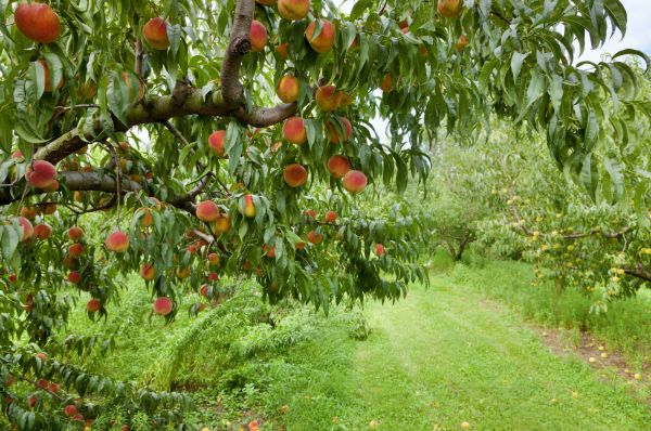Peach Tree Pruning in O Fallon