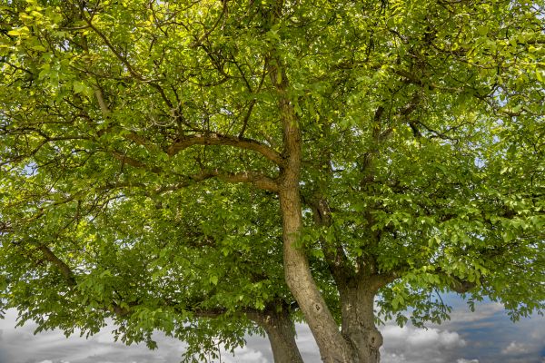 Walnut Tree Trimming in O Fallon