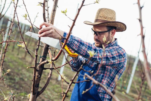 Orchard Tree Pruning in O Fallon