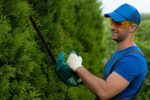 Tree Shaping Service in O Fallon