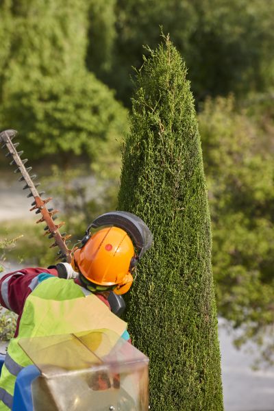 Cypress Tree Trimming in O Fallon