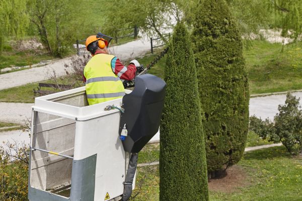 Cypress Tree Pruning in O Fallon