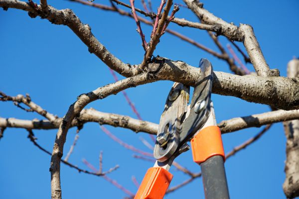 Peach Tree Trimming in O Fallon