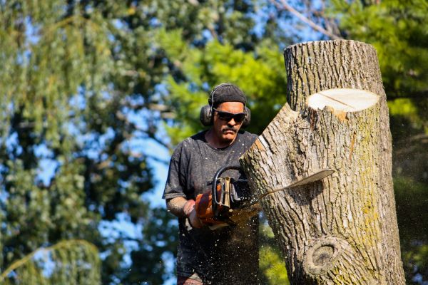 Ash Tree Pruning in O Fallon