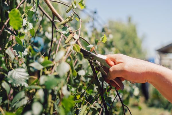 Birch Tree Pruning in O Fallon
