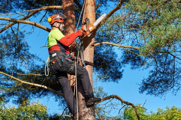 Canopy Pruning in O Fallon