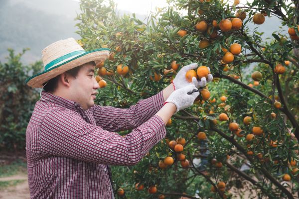 Orange Tree Pruning in O Fallon