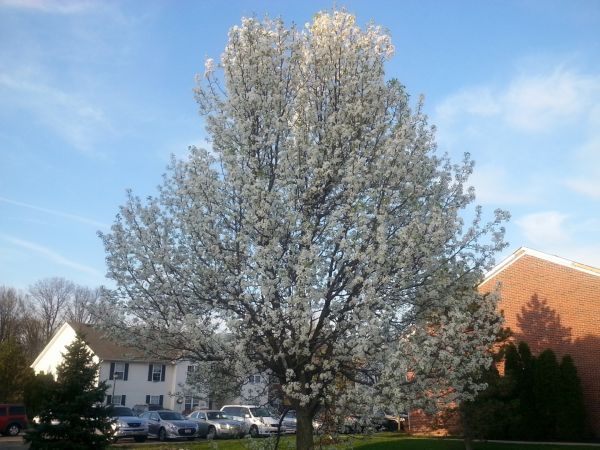 Bradford Pear Tree Pruning in O Fallon