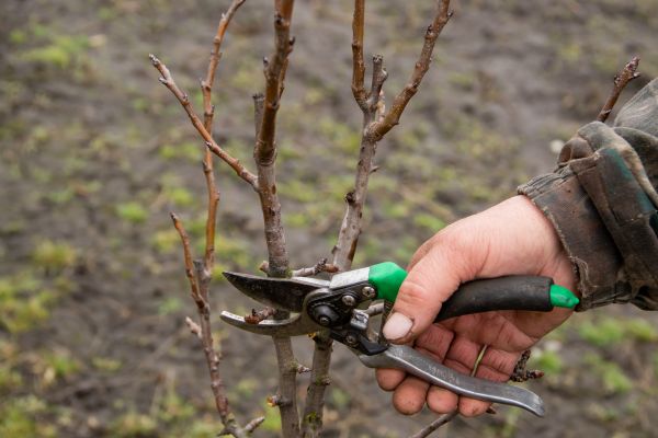 Pear Trees Pruning in O Fallon