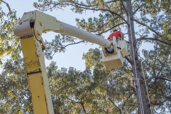 Limbs Trimming in O Fallon