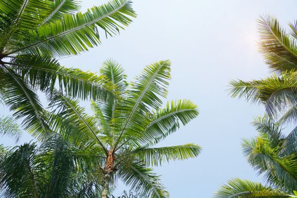 Queen Palm Tree Trimming in O Fallon