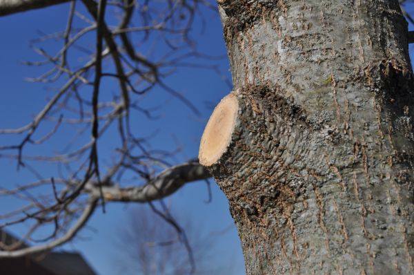 Limb Pruning in O Fallon