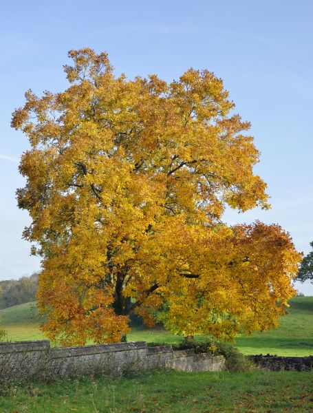 Hickory Tree Trimming in O Fallon