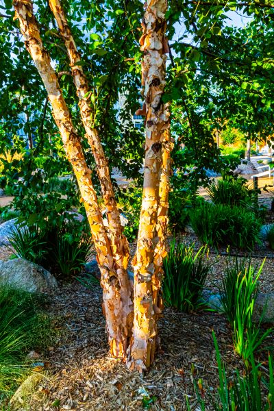 River Birch Trimming in O Fallon