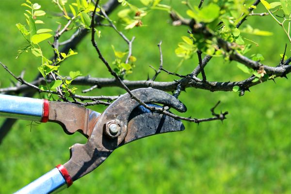 Branches Pruning in O Fallon