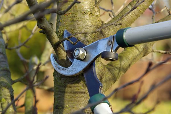 Tree Limb Trimming Service in O Fallon