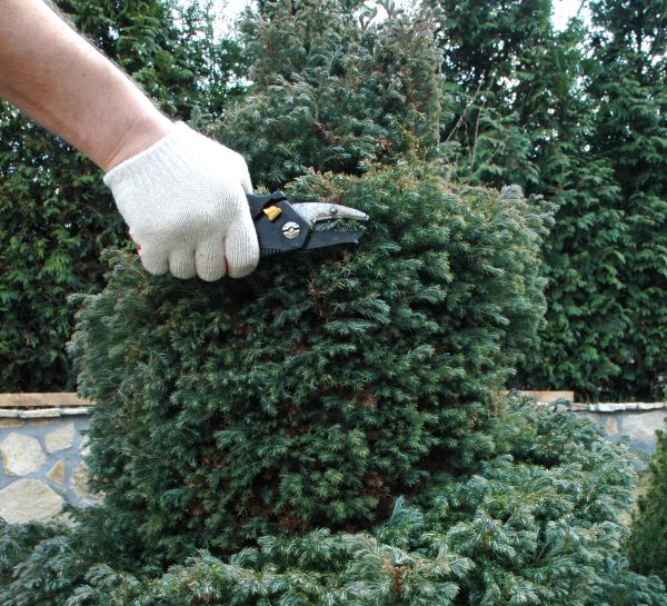 Ornamental Tree Trimming in O Fallon