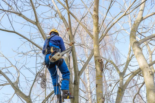Large Tree Trimming in O Fallon