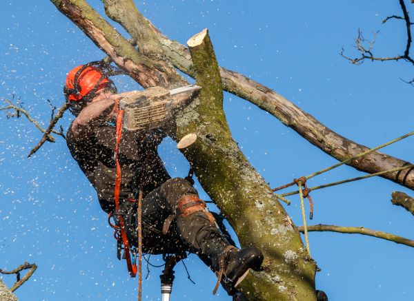 Tree Trimming Service in O Fallon