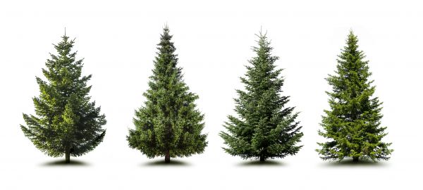 Cost of Pine Tree Trimming in O Fallon