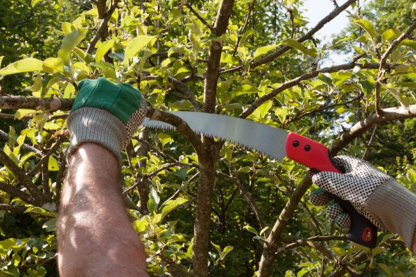 Apple Tree Trimming in O Fallon