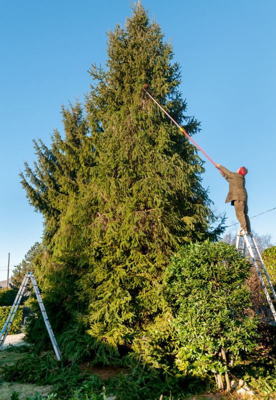 The Importance Of Regular Tree Trimming For Property Safety